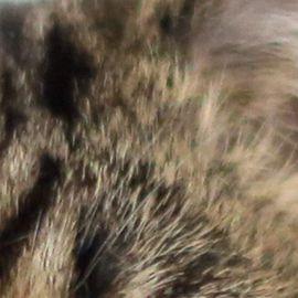 Lil BUB - Professional null Speaker