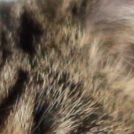 Lil BUB - Professional null Speaker