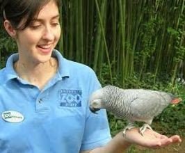 Einstein the Parrot - Professional null Speaker