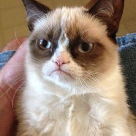 Grumpy Cat - Professional null Speaker