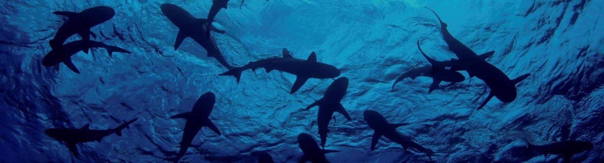 Famous Shark Tank Personalities hero